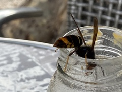 Vespa velutina