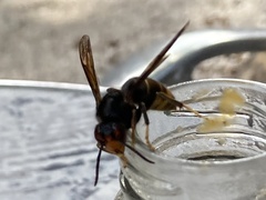Vespa velutina