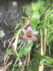 Tricyrtis formosana