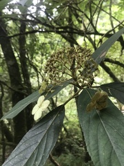 Hydrangea longifolia