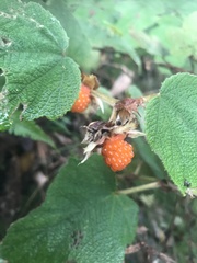 Rubus formosensis