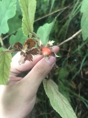 Rubus formosensis