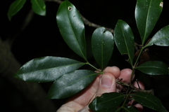 Rhysotoechia bifoliolata