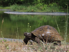 Testudo graeca buxtoni