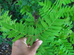 Osmunda regalis