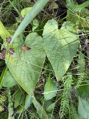 Viola hirta