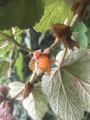 Rubus formosensis