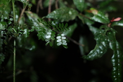 Mezoneuron brachycarpum