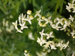 Galium mollugo