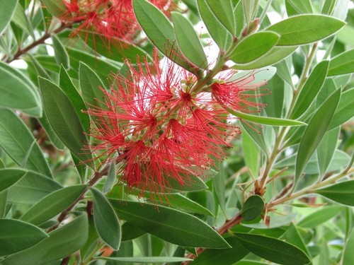 Crimson bottlebrush (Callistemon citrinus)