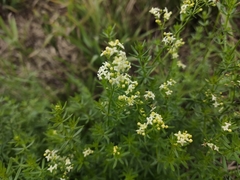 Galium mollugo