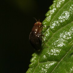 Steganopsis melanogaster