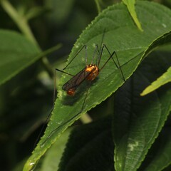 Nephrotoma australasiae