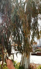 Eucalyptus mannifera mannifera