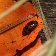 Episcaphula australis