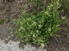 Galium mollugo