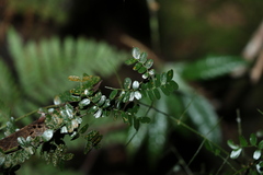 Mezoneuron brachycarpum