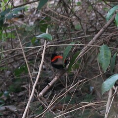 Malurus melanocephalus