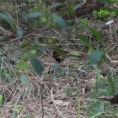 Malurus melanocephalus