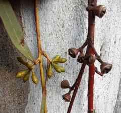 Eucalyptus mannifera mannifera