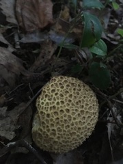 Scleroderma aurantium