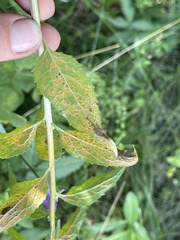 Coleosporium campanulae
