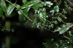 Mezoneuron brachycarpum
