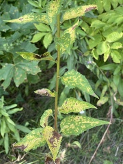 Coleosporium campanulae