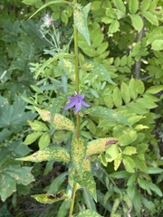 Coleosporium campanulae