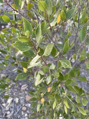 Rhamnus alaternus