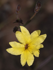 Goodenia trinervis