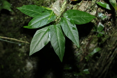 Leichhardtia longiloba