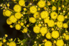 Verticordia chrysantha