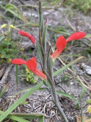 Gladiolus cunonius