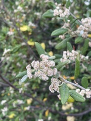 Spyridium globulosum