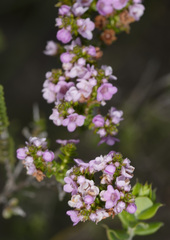 Thryptomene denticulata