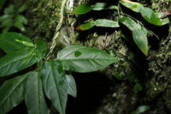 Leichhardtia longiloba