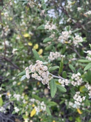 Spyridium globulosum