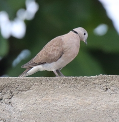 Streptopelia tranquebarica