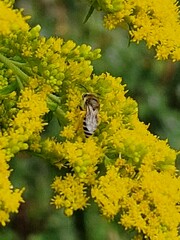 Colletes