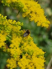 Colletes