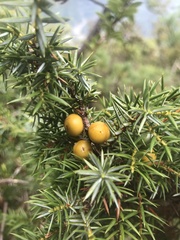 Juniperus formosana