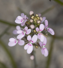 Stylidium elongatum