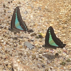 Graphium choredon