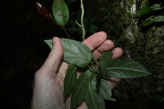 Leichhardtia longiloba