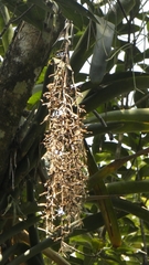 Vriesea