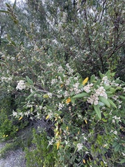 Spyridium globulosum