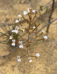 Stylidium kalbarriense