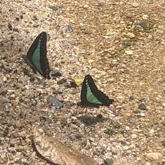Graphium choredon