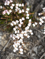 Stylidium kalbarriense